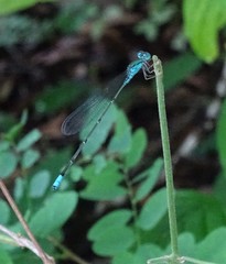 Pseudagrion glaucum