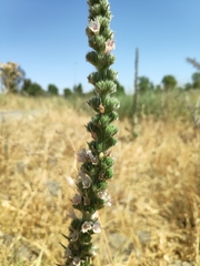Echium glomeratum