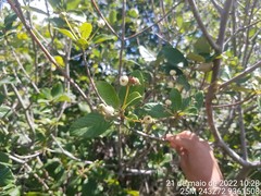 Guettarda platypoda