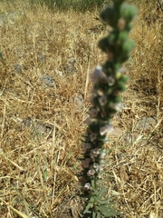 Echium glomeratum