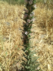 Echium glomeratum