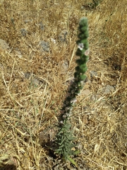 Echium glomeratum