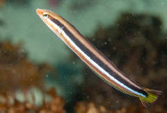 Aspidontus dussumieri