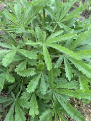 Potentilla thuringiaca