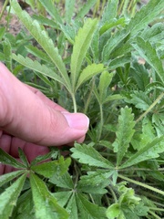 Potentilla thuringiaca