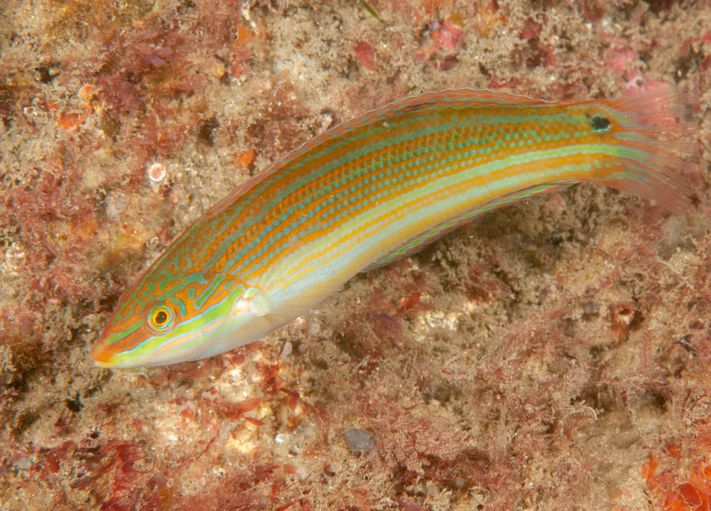 Yellow-Lined Rainbow Wrasse