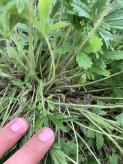 Potentilla thuringiaca