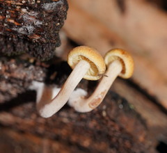 Gymnopilus eucalyptorum