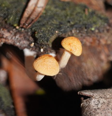 Gymnopilus eucalyptorum