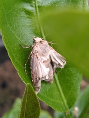 Agrotis exclamationis