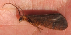 Oligostomis