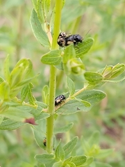 Cryptocephalus moraei