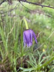 Pulsatilla dahurica