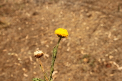 Leiocarpa brevicompta