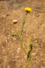 Leiocarpa brevicompta
