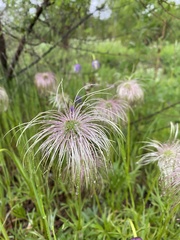 Pulsatilla dahurica