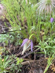 Pulsatilla dahurica