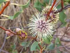 Hakea petiolaris