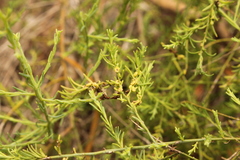 Maireana microphylla