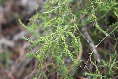 Maireana microphylla