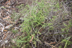 Maireana microphylla