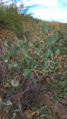 Hakea petiolaris