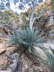 Macrozamia macdonnellii