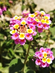 Lantana camara