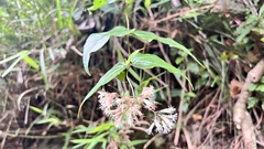 Eupatorium amabile