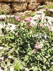 Lantana camara