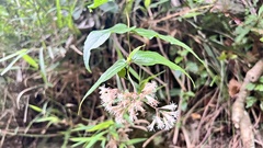 Eupatorium amabile