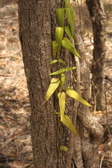Parsonsia eucalyptophylla