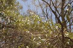 Parsonsia eucalyptophylla