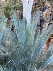 Macrozamia macdonnellii