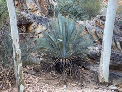 Macrozamia macdonnellii