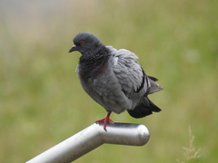 Columba livia domestica