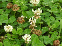 Trifolium repens