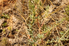 Sclerolaena muricata muricata