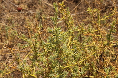 Sclerolaena muricata muricata