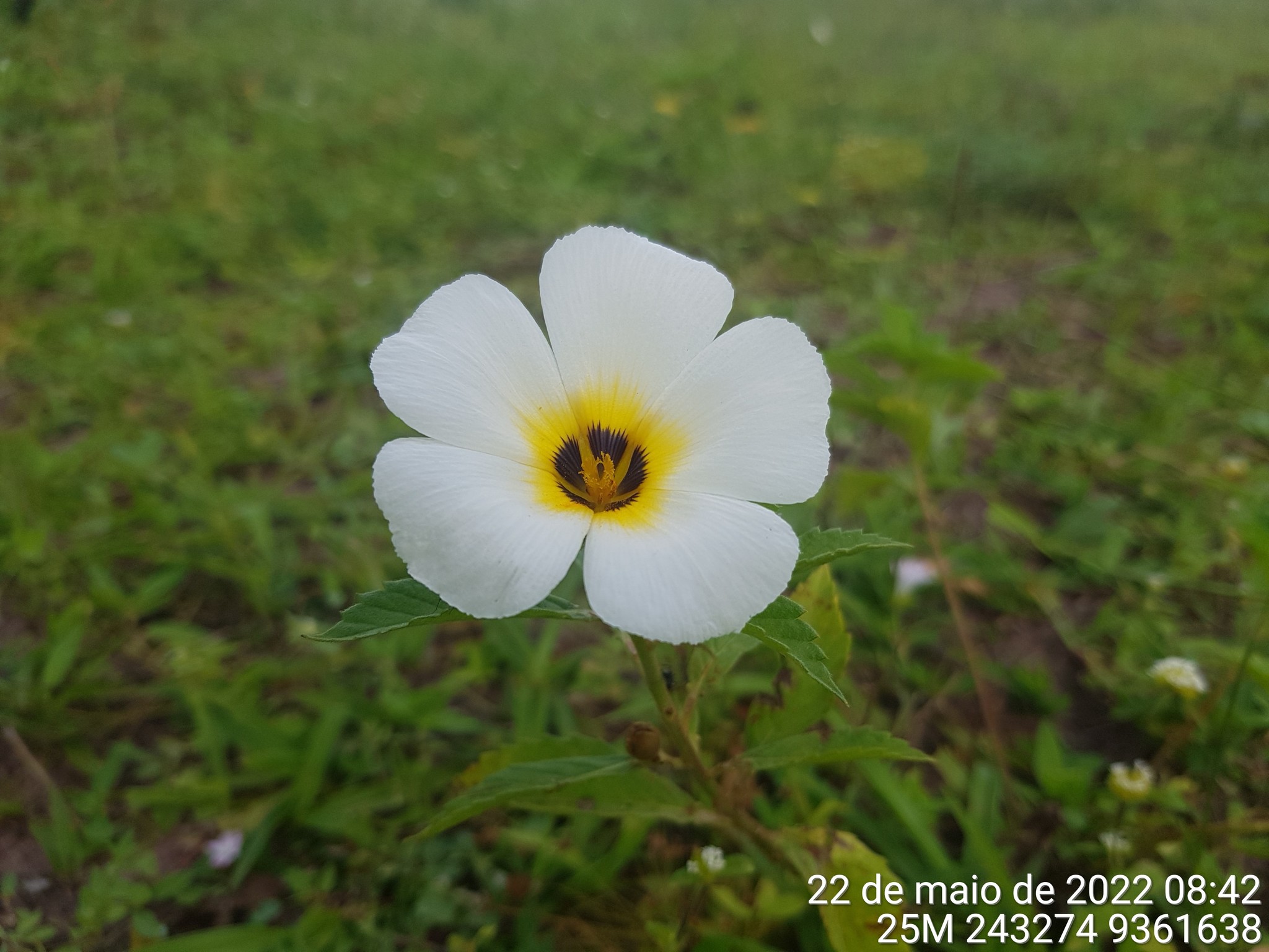 Turnera subulata