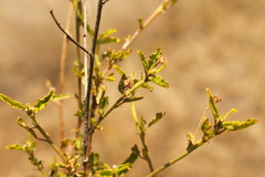 Sida trichopoda