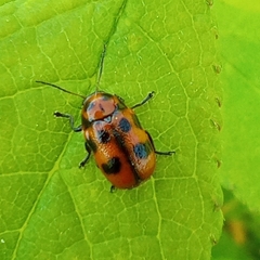 Cryptocephalus laevicollis