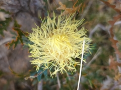 Banksia armata