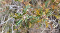 Banksia armata