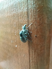 Sciaphobus squalidus