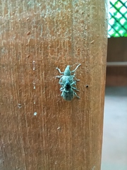 Sciaphobus squalidus