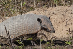 Euphractus sexcinctus