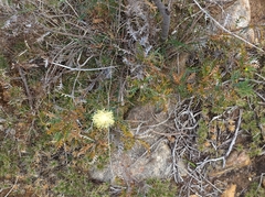 Banksia armata