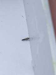 Glyphipterix simpliciella
