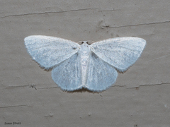 Lomographa vestaliata